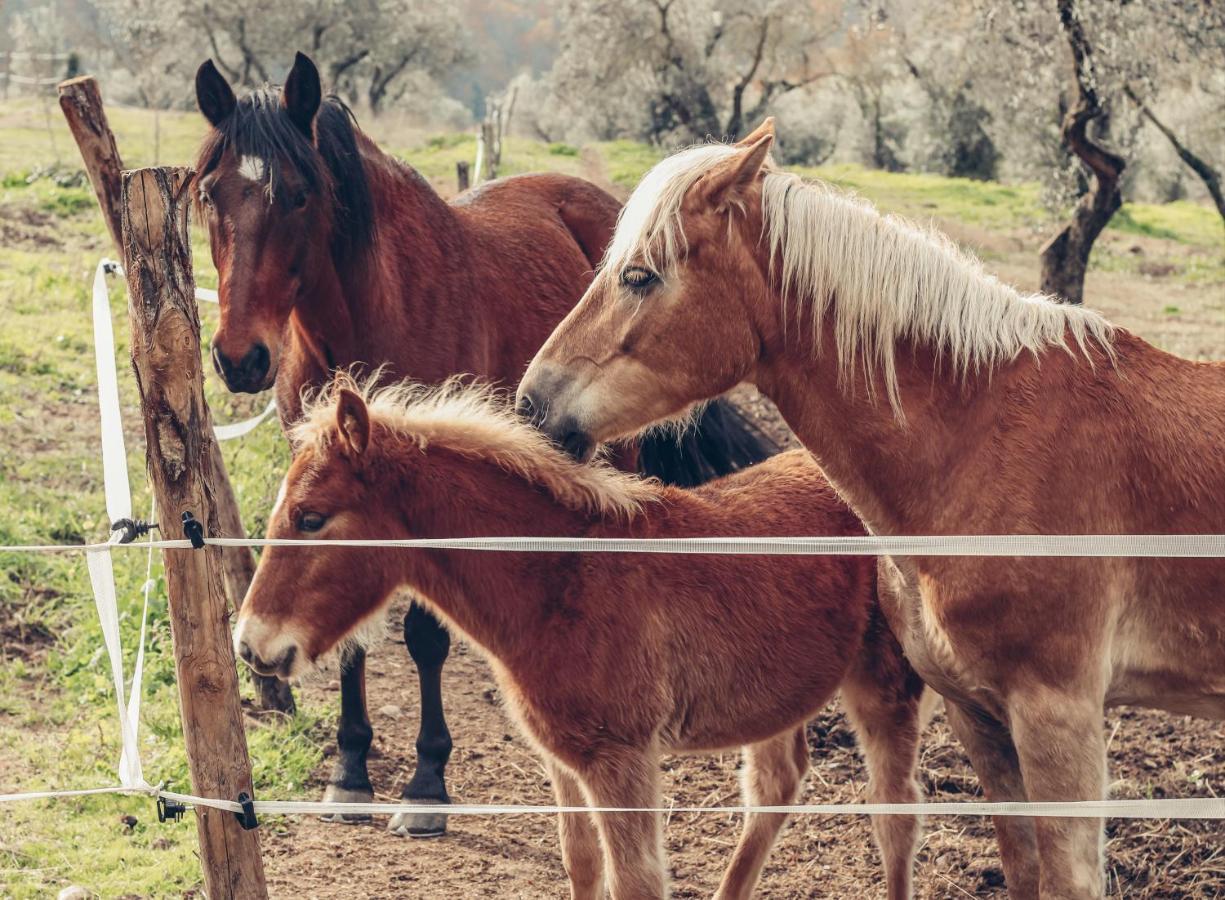 La Tenuta - Resort Agricolo Casaprota Dış mekan fotoğraf