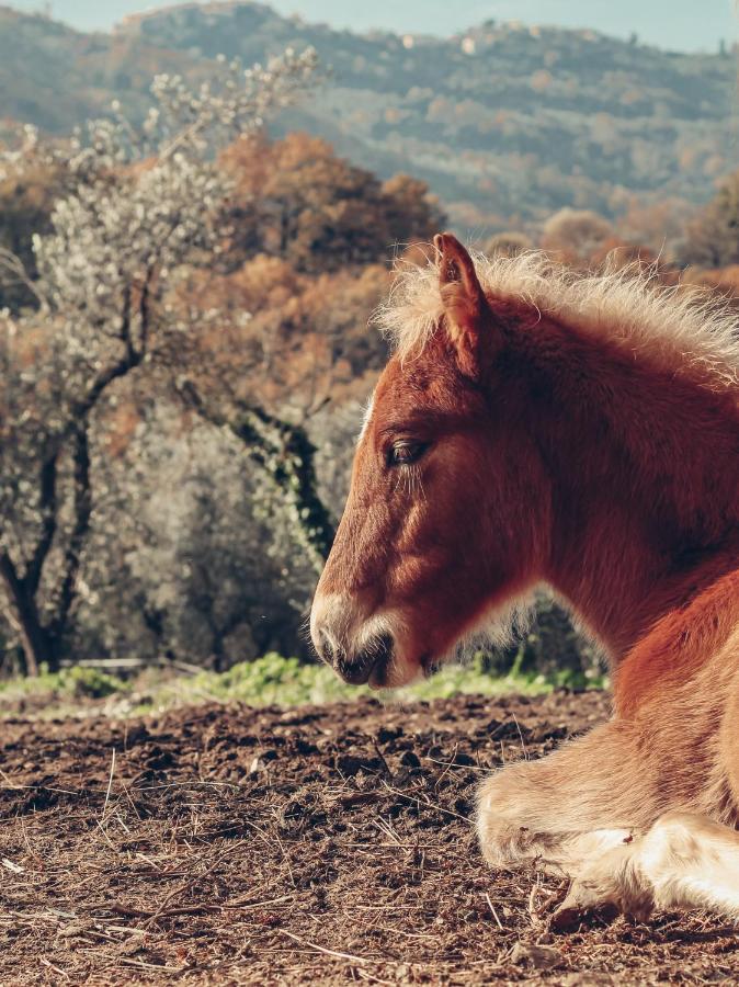 La Tenuta - Resort Agricolo Casaprota Dış mekan fotoğraf